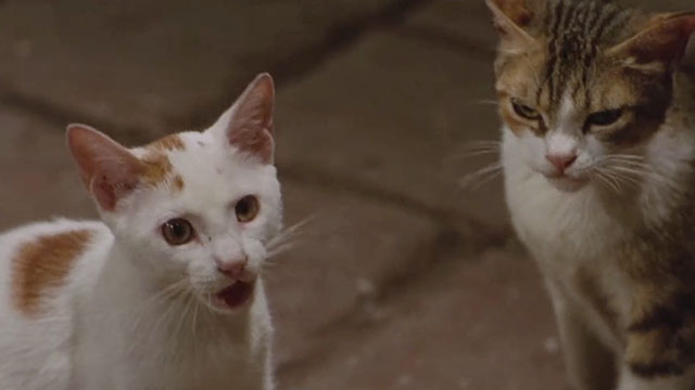 Medea - ginger and white and brown and white tabby cats licking lips