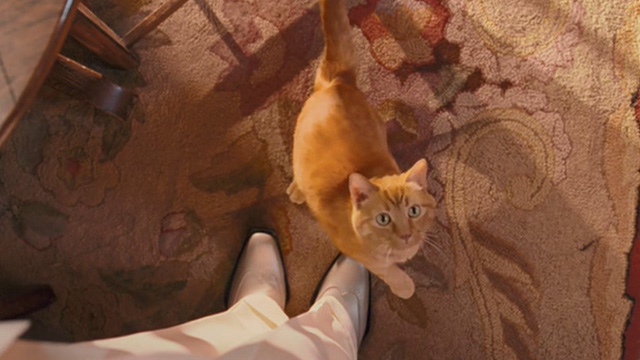 Meet Dave - orange tabby cat Boris running against legs