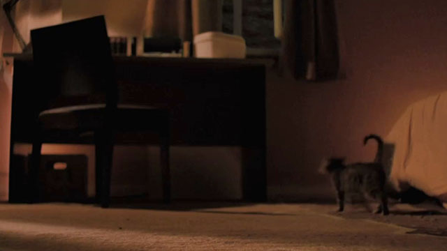 Mega Snake - tabby kitten approaching table