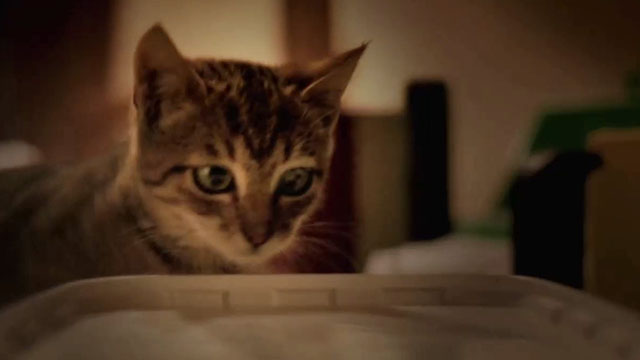 Mega Snake - tabby kitten looking at plastic container