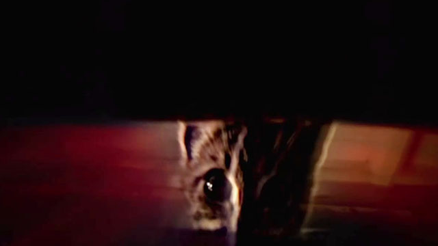 Mega Snake - view of tabby kitten from snake's point of view