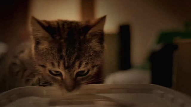 Mega Snake - tabby kitten looking at plastic container