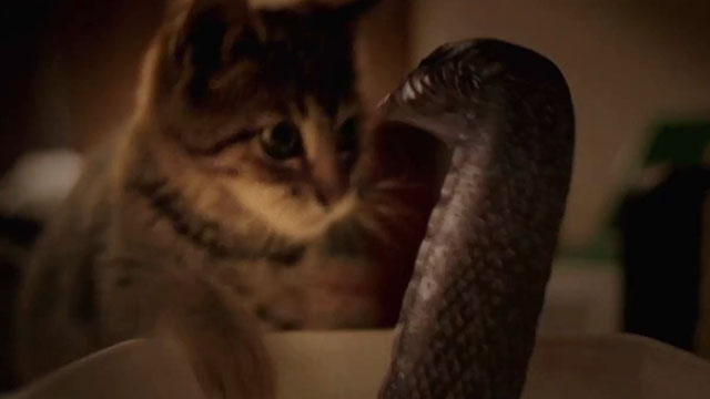 Mega Snake - snake jumping up out of plastic container near tabby kitten