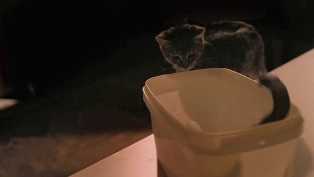 Mega Snake - snake jumping up out of plastic container near tabby kitten