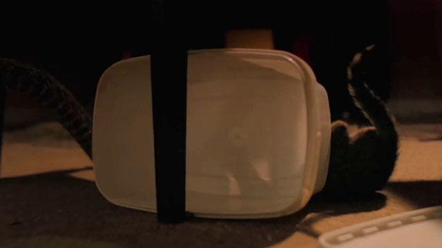 Mega Snake - snake attacking tabby kitten behind plastic container