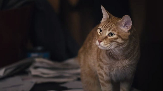 Me Him Her - orange tabby cat