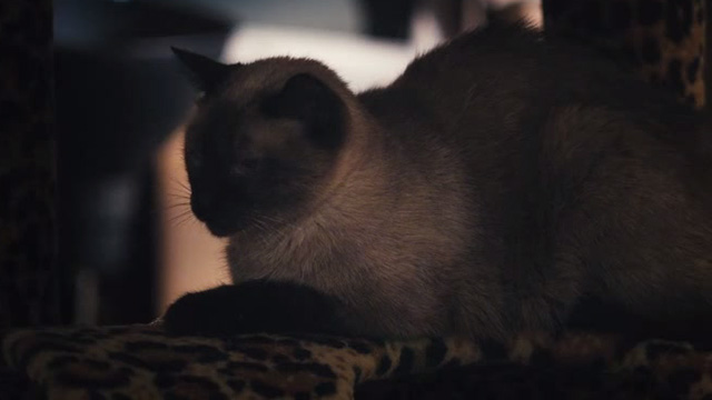 Me Him Her - Siamese cat