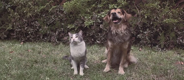 Memoirs of an Invisible Man - cat and dog sitting side by side