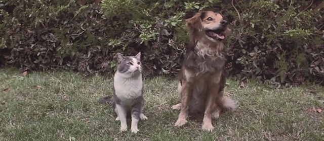 Memoirs of an Invisible Man - cat and dog sitting side by side