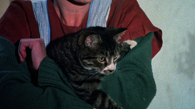 Memories Within Miss Aggie - tabby and white cat