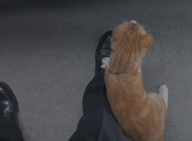 Men in Black - orange and white cat Orion at Agent J's feet