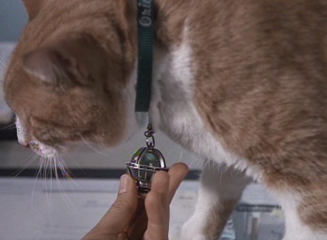 Men in Black - Laurel looks at bauble on orange and white cat Orion's collar