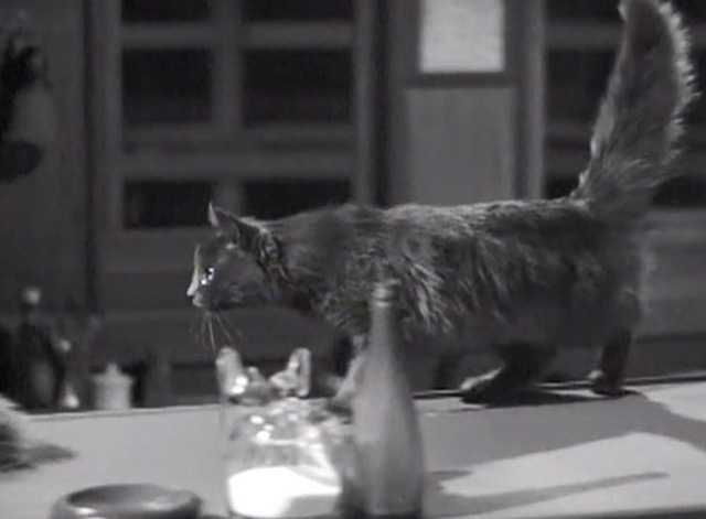 Merton of the Movies - gray cat moving across counter