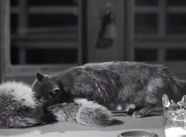 Merton of the Movies - gray cat licking at furry cap on counter