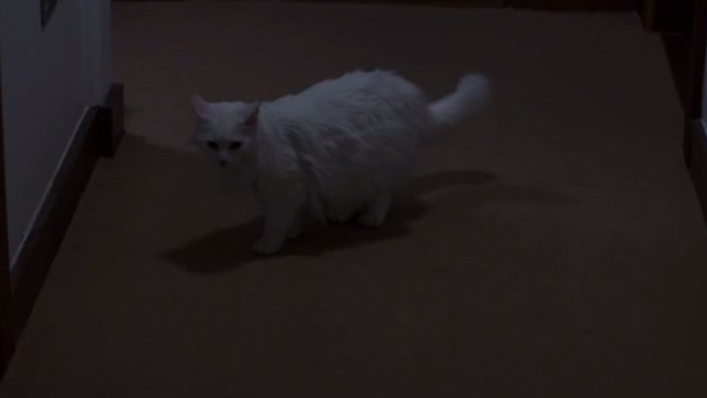 MI-5 - white long-haired cat in hallway