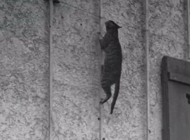 Miau - tabby cat climbing pole