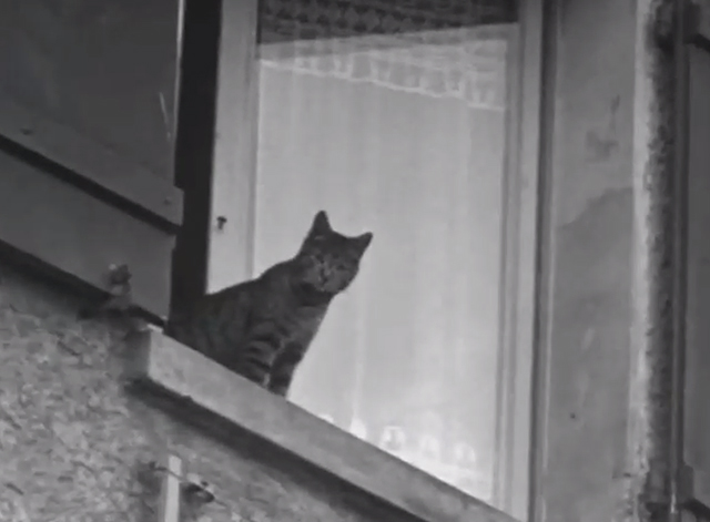 Miau - tabby cat on windowsill