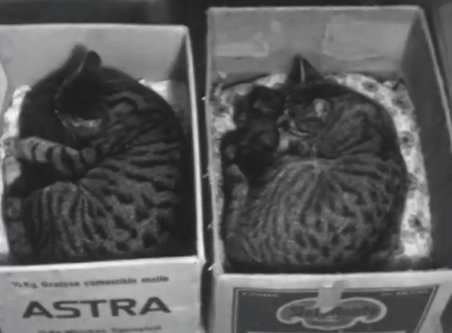 Miau - tabby cats in cardboard boxes with black kittens