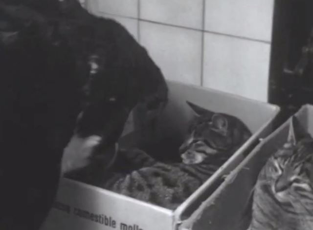 Miau - dog sniffing at tabby cats in cardboard boxes