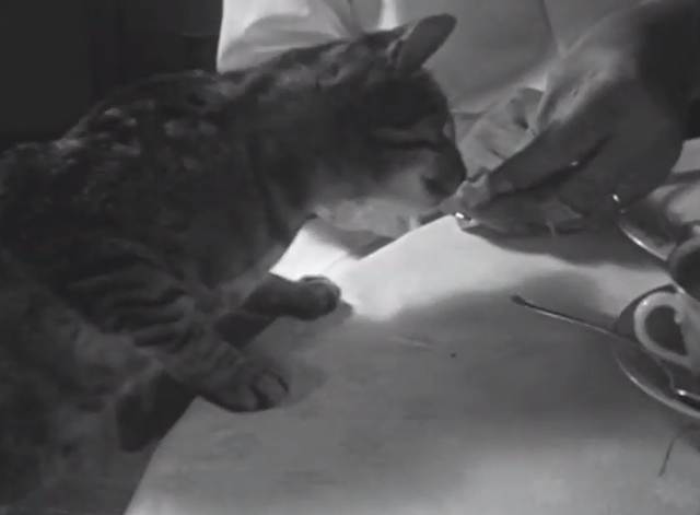 Miau - tabby cat getting handout at table