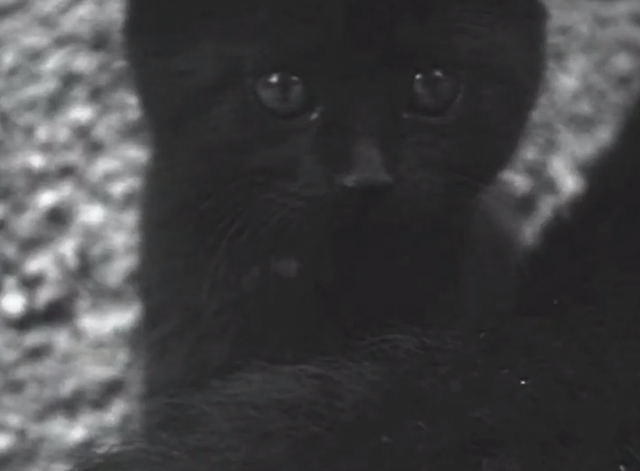 Miau - close up of black kitten