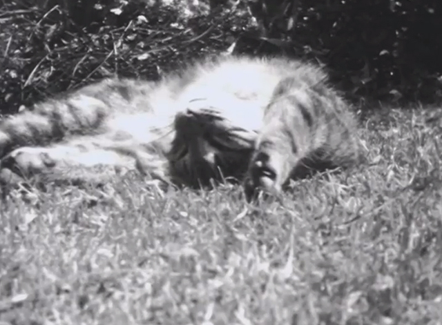 Miau - tabby cat sleeping in sun