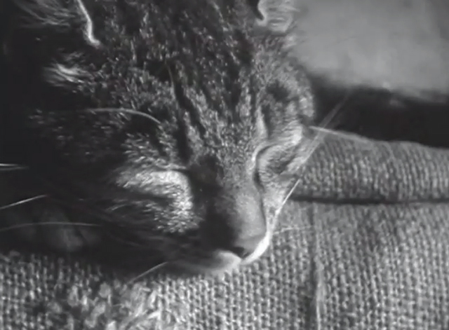 Miau - close up of tabby cat sleeping