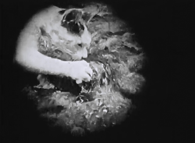 Mickey - white cat with dark markings eating frog