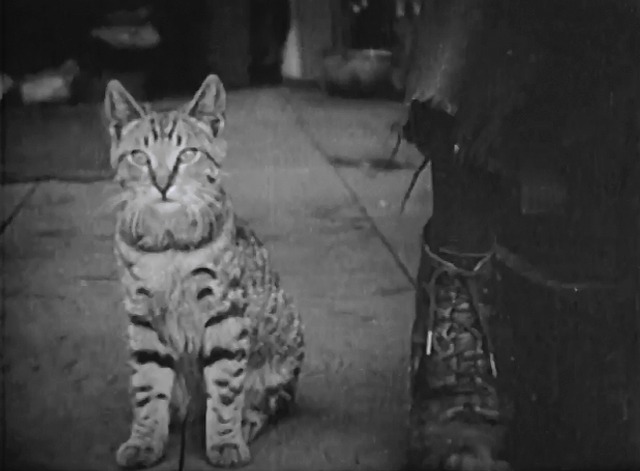 Mickey - tabby cat sitting on floor