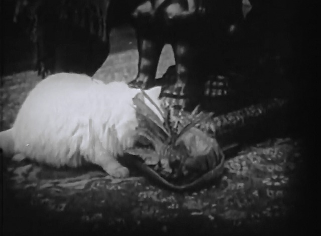 Mickey - white longhaired cat with feathered hat on floor