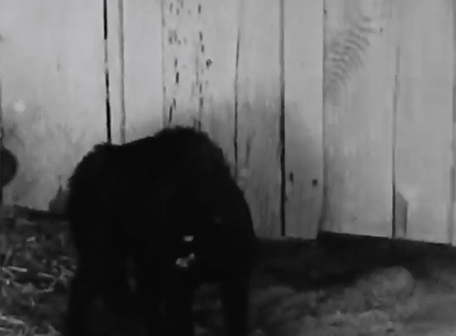 Mickey's Circus - black cat hissing