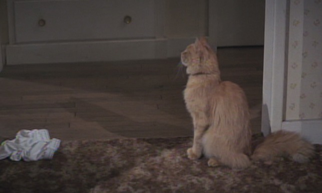 Micki and Maude - orange long-haired cat sitting outside bedroom