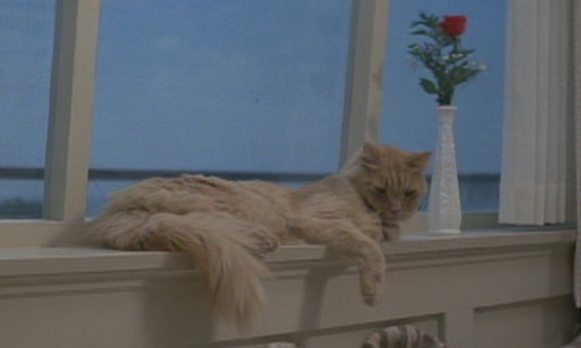 Micki and Maude - orange long-haired cat sitting on windowsill