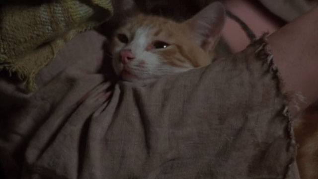 Midnight Express - orange and white cat Higbert in lap
