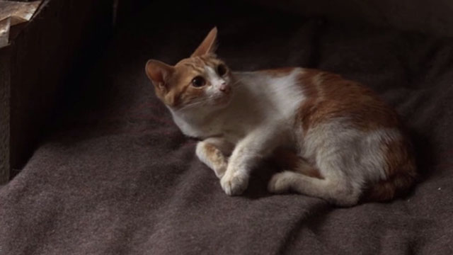 Midnight Express - orange and white cat Higbert lying on bed