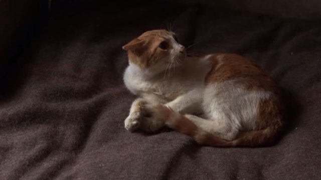 Midnight Express - orange and white cat Higbert lying on bed with ears back