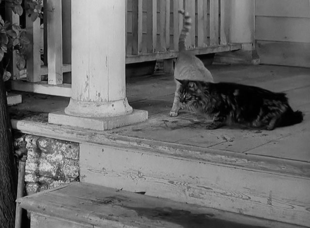 The Milkman - dark and light tabby cats on porch