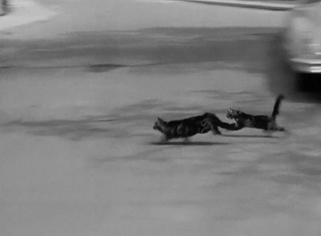 The Milkman - two dark tabby cats running across street