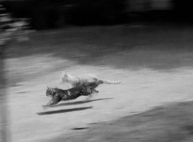 The Milkman - dark and light tabby cats running