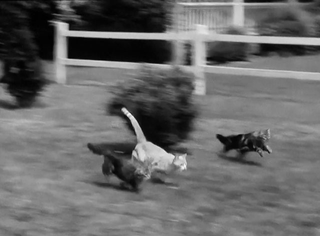 The Milkman - three tabby cats running across lawn