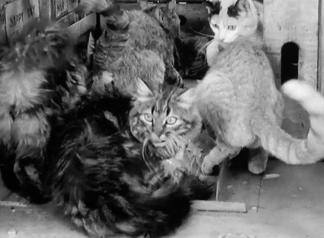 The Milkman - numerous cats in milk truck