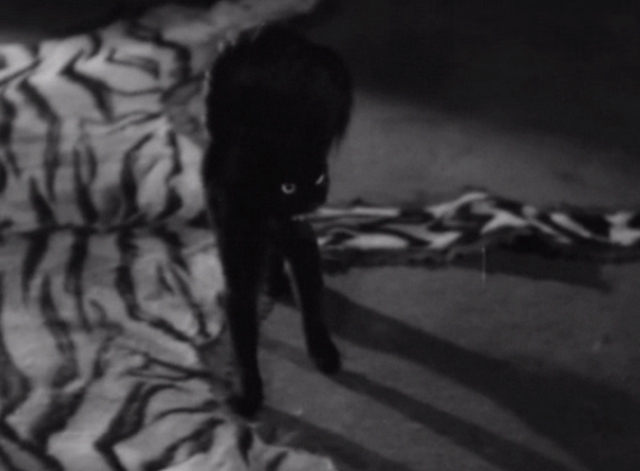 The Milky Way - black kitten arching back