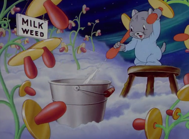 The Milky Way - kitten squirting milk from milk weed into a bucket
