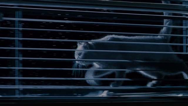 Mindhunters - white cat outside window