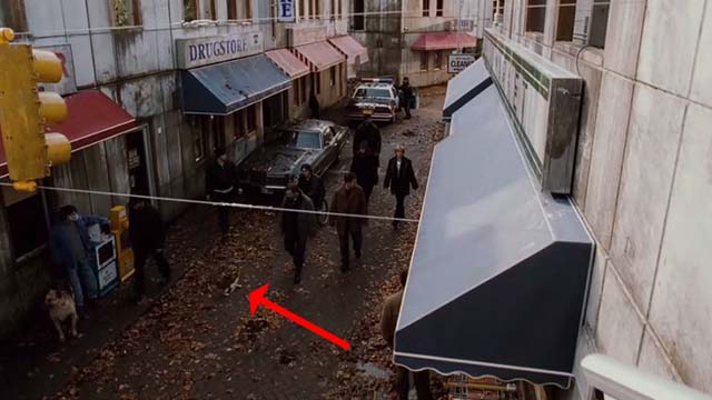 Mindhunters - tabby and white cat in street