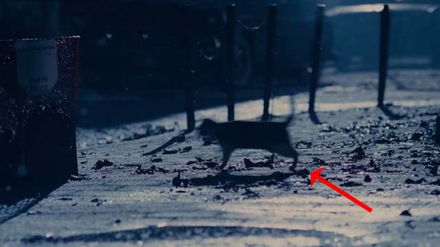 Mindhunters - cat running across street at night