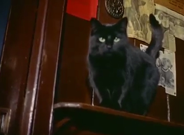 Miniature Dachshund Pups - black cat inside country inn