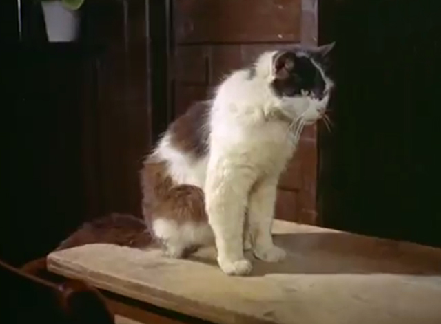 Miniature Dachshund Pups - tuxedo cat inside country inn