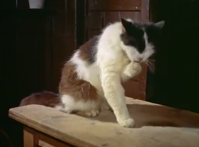 Miniature Dachshund Pups - tuxedo cat preening inside country inn