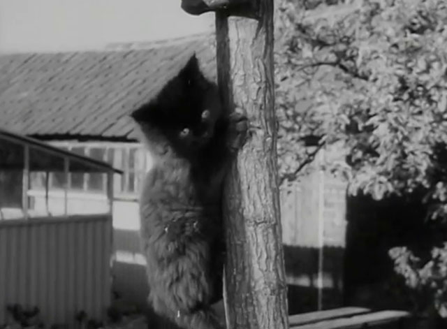 Miniature Gardens - longhair black kitten hanging onto pole